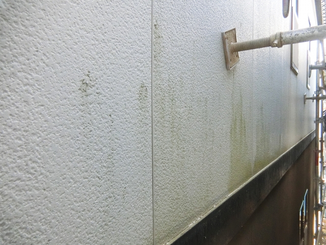 壁のカビ対策方法徹底ガイド
