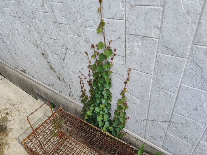 平野区喜連のアパート外壁 縦横無数のクラック（ひび割れ）が全面に広がっている状態のクローズアップ